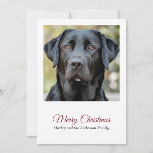 Simple Chien Photo Joyeux Noël Carte de Noël (Devant)