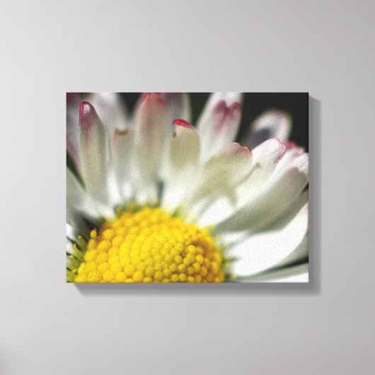 Simple Daisy Canvas Afdruk (Voorkant)