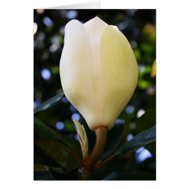 Simple Magnolia Bud (Devant)
