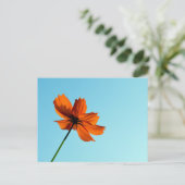 Sinaal Cosmos Bloem Briefkaart (Staand voorkant)
