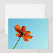 Sinaal Cosmos Bloem Briefkaart (Voorkant / Achterkant)