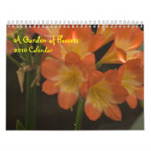 Sinaasappel Amaryllis Kalender (Hoes)