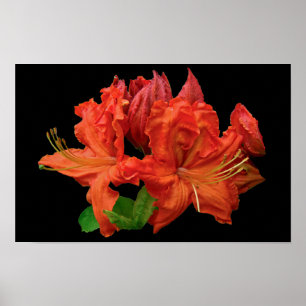 Sinaasappel Azalea Bloesem Poster
