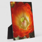 Sinaasappel-cactus-bloem Fotoplaat (Zijkant)