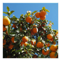 sinaasappel, citrus, fruit, vers, snee, voedsel, r