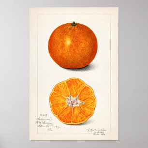 Sinaasappel (Citrus Sinensis) van Amanda Almira Ne Poster