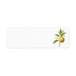 sinaasappel (Citrus sp.) van Redouté Etiket