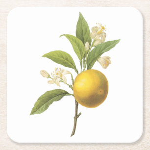 sinaasappel (Citrus sp.) van Redouté Vierkante Kartonnen Onderzetter