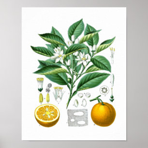 Sinaasappel citrusvruchten Botanische afdruk nr. 1 Poster