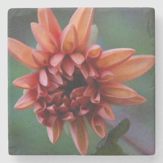 Sinaasappel Dahlia II Stenen Onderzetter (Voorkant)