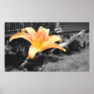 Sinaasappel Day Lily Afbeelding Poster