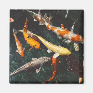 Sinaasappel en witte Aziatische Koi Fish Pond verz Magneet