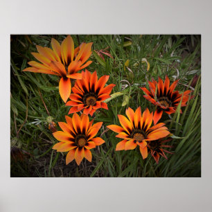 Sinaasappel en zwart Poster Gazanias