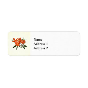 Sinaasappel Epidendrum Orchidee Etiket