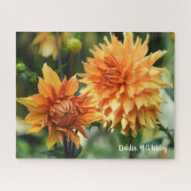 Sinaasappel & Geel Dahlia Garden Flowers RHS Wisle
