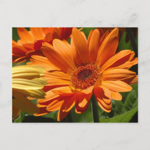 Sinaasappel Gerbera Briefkaart