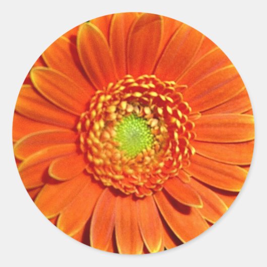 Sinaasappel Gerbera Daisy Stickers (Voorkant)