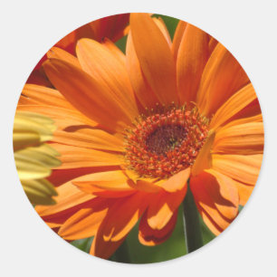 Sinaasappel Gerbera Ronde Sticker