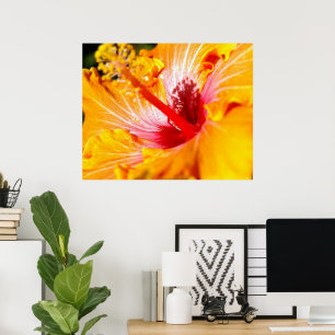 Sinaasappel Hibiscus Bloem Zijaanzicht 30x24 Poster