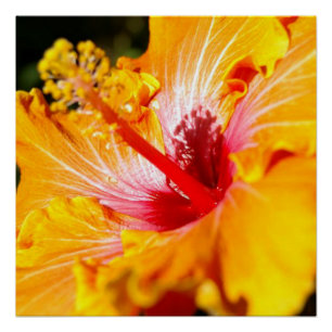 Sinaasappel Hibiscus Bloem Zijaanzicht Glanzend Perfect Poster