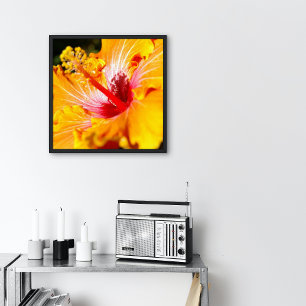 Sinaasappel Hibiscus Bloem Zijaanzicht Klein Poster