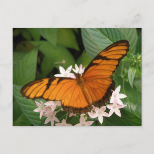 Sinaasappel Julia Butterfly Briefkaart