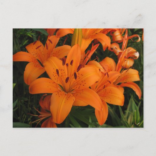Sinaasappel Lily Briefkaart (Voorkant)