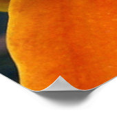 Sinaasappel Lily Poster (Hoek)