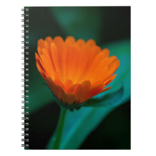Sinaasappel madeliefje bloem notitieboek