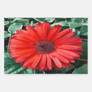 Sinaasappel Madeliefjes Botanische Cadeauverpakkin Inpakpapier Vel