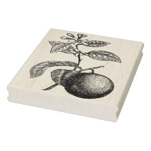 Sinaasappel op bijkantoor met bloesems rubberstempel