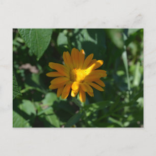 Sinaasappel Pot Marigold Bloem (Calendula officina Briefkaart