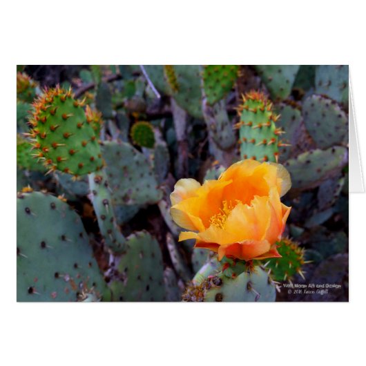 Sinaasappel Prickly Pear Cactus Bloesem Bloesem (Voorkant Horizontaal)