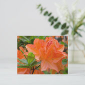 Sinaasappel Rhododendron Lemonara Flowers Briefkaa Briefkaart (Staand voorkant)