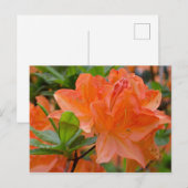 Sinaasappel Rhododendron Lemonara Flowers Briefkaa Briefkaart (Voorkant / Achterkant)