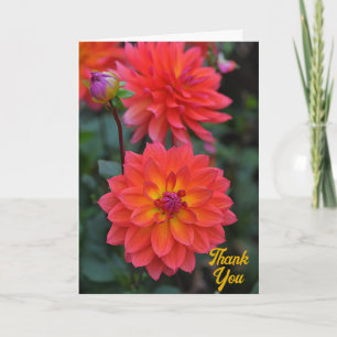 Sinaasappel, Rood, Geel Dahlia Flower Dank u Kaart