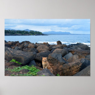 Sinaasappel Tabby Kat, Kauai, Hawaii Poster