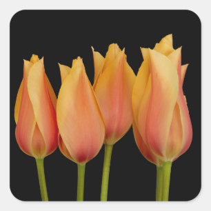 Sinaasappel Tulips Floral Stickers