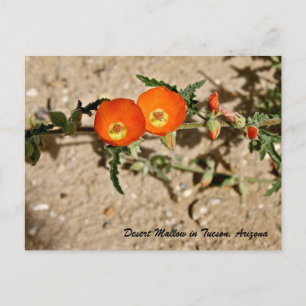 Sinaasappel woestijnmalva in Tucson, Arizona Briefkaart