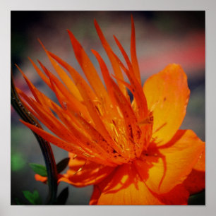 Sinaasappelbloem in zonneschijn bloemstuk poster