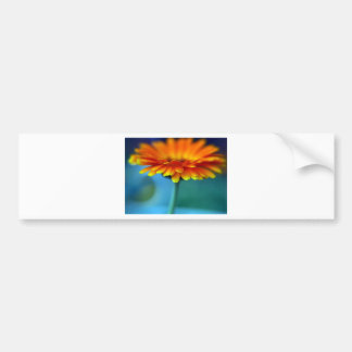 Sinaasappelbloesem Bumpersticker