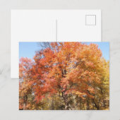 Sinaasappelbomen Briefkaart (Voorkant / Achterkant)