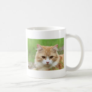 Sinaasappelkat en witte kat, zo schattig! koffiemok