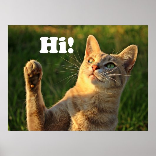 Sinaasappelkat zegt hallo! poster (Voorkant)