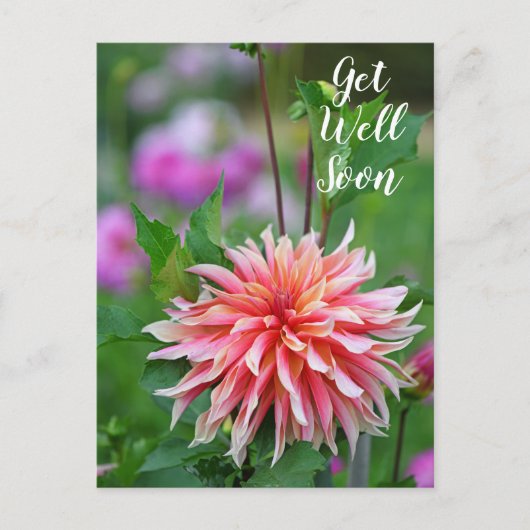Sinaasappelkleurige en Roze Dahlia Bloem Beterscha Briefkaart (Voorkant)