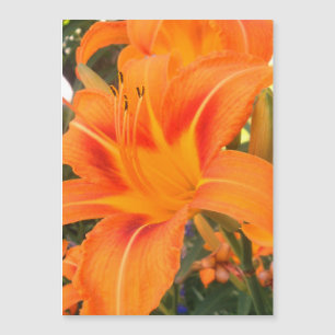 Sinaasappelkleurige lelie in de tuin - magneetkaar