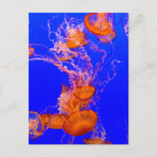 Sinaasappelkwalansichtkaart Blauwe Oceaankunst Briefkaart