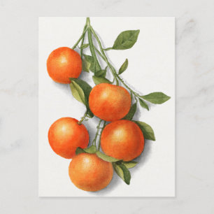 Sinaasappels (Calamondiaan) Waterverf van fruit Briefkaart