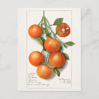 Sinaasappels (Calamondiaan) Waterverf van fruit Briefkaart