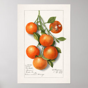 Sinaasappels (Calamondiaan) Waterverf van fruit Poster